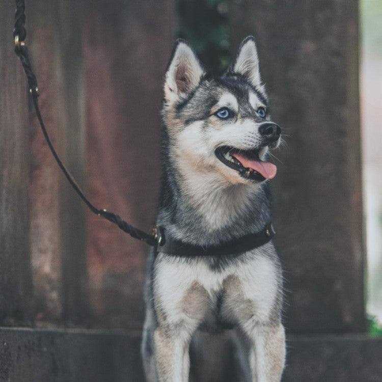 Leather Dog Harness N120