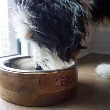 Wood Dog Bowl Y391754