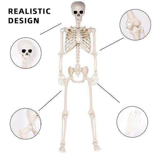 5.4 ft Life Size Posable Plastic Skeleton D387