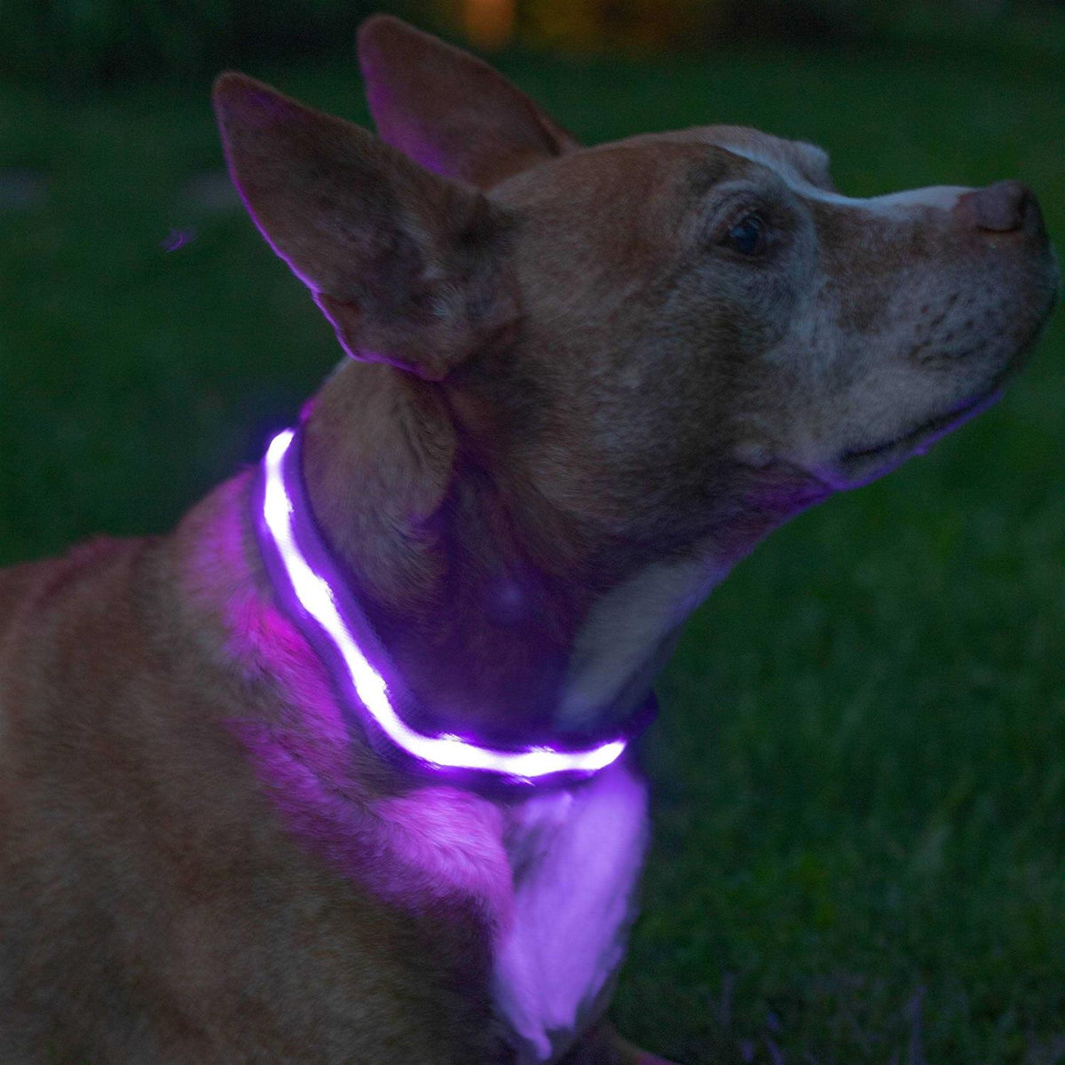 LED Light Up Dog Collar P15336