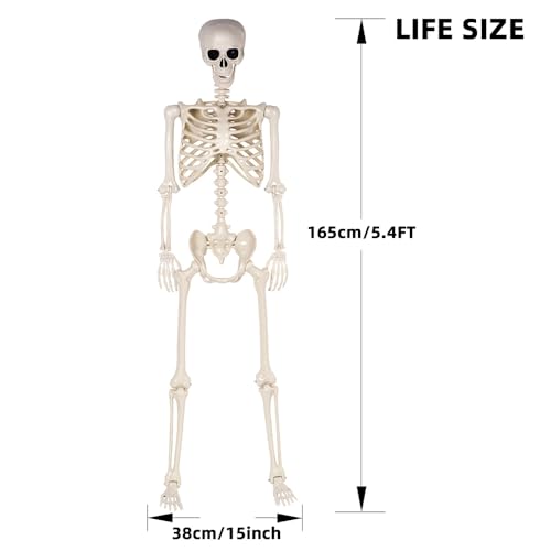5.4 ft Life Size Posable Plastic Skeleton D387