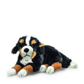 Bernese Mountain Dog D817023