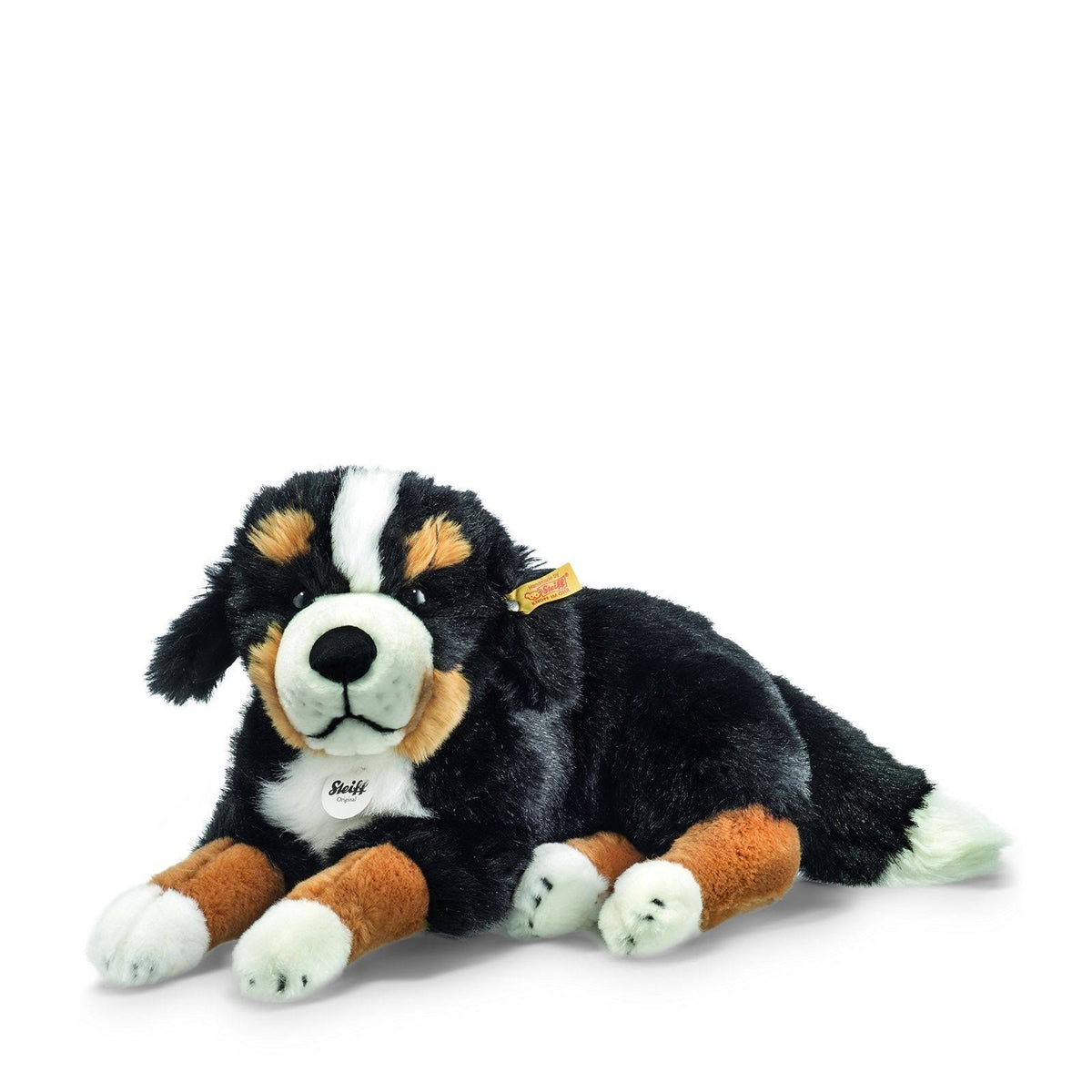 Bernese Mountain Dog D817023