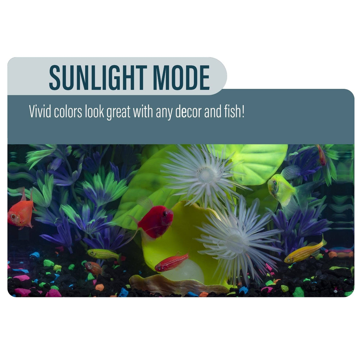Betta Glass Aquarium Kit 3gal S4509