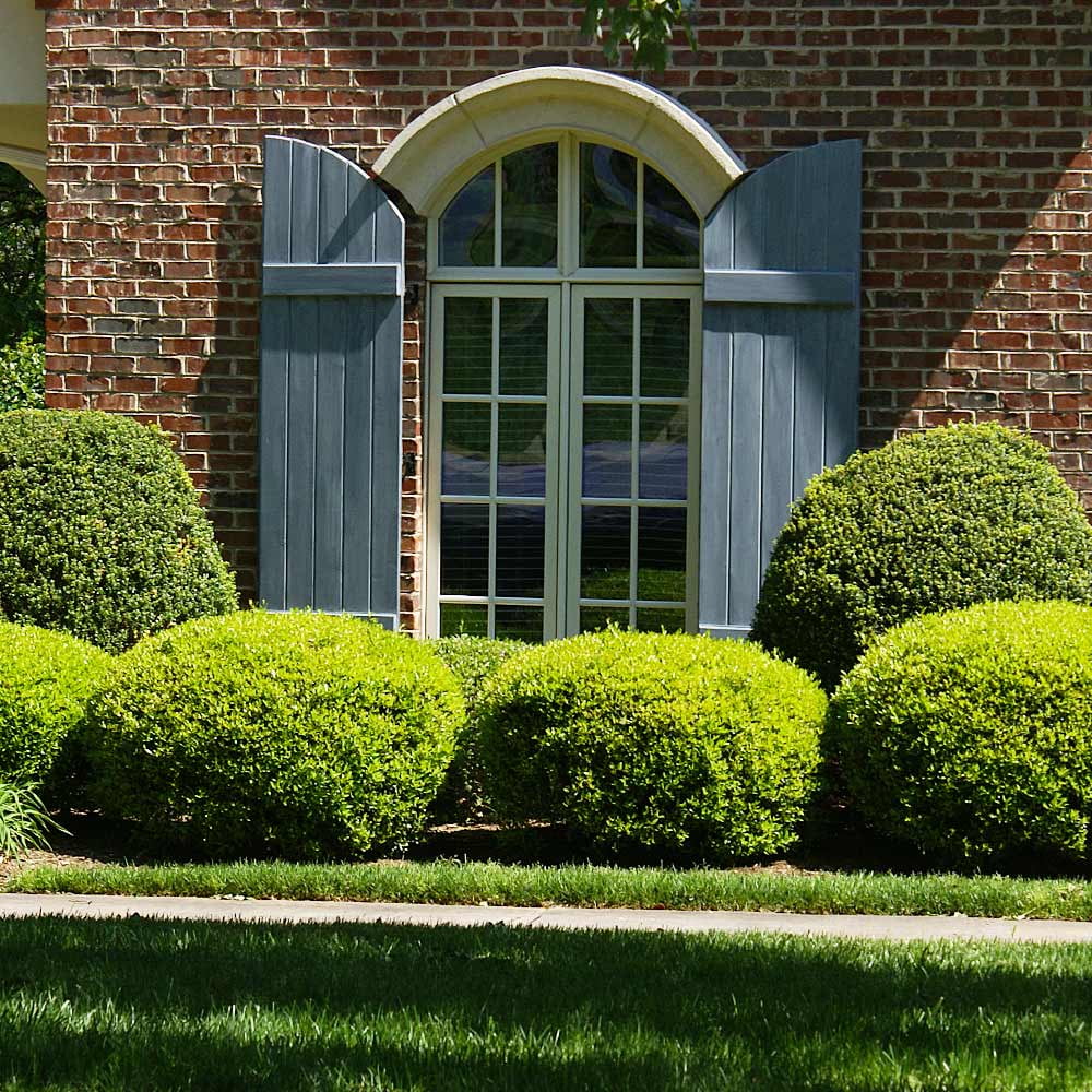 Boxwood Shrub U151726