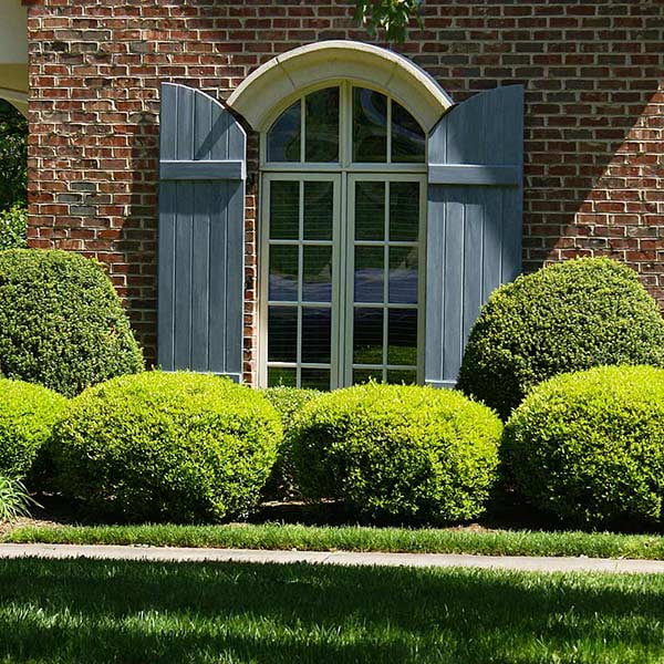 Boxwood Shrub U151726