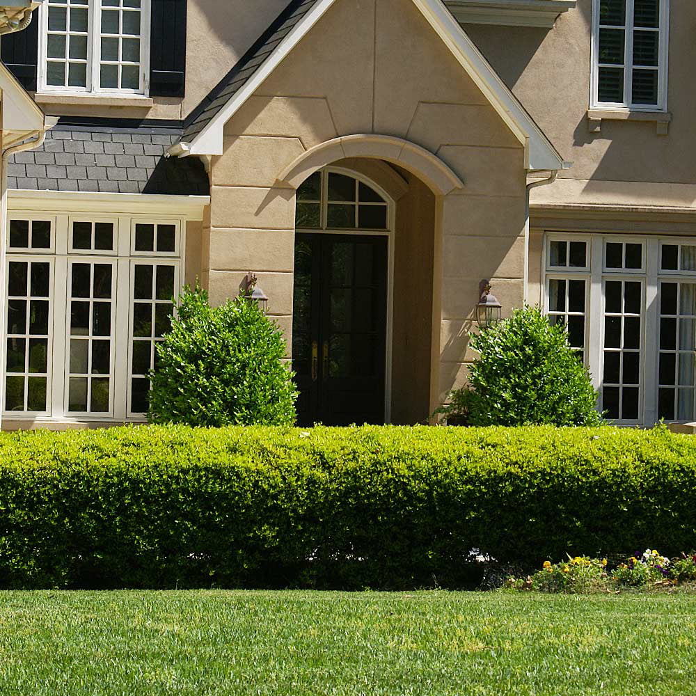 Boxwood Shrub U151726