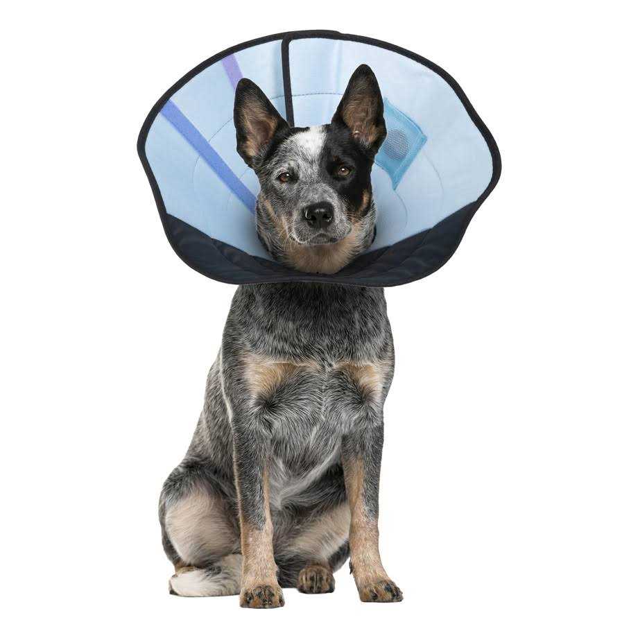 Dog Calming Collar P889767