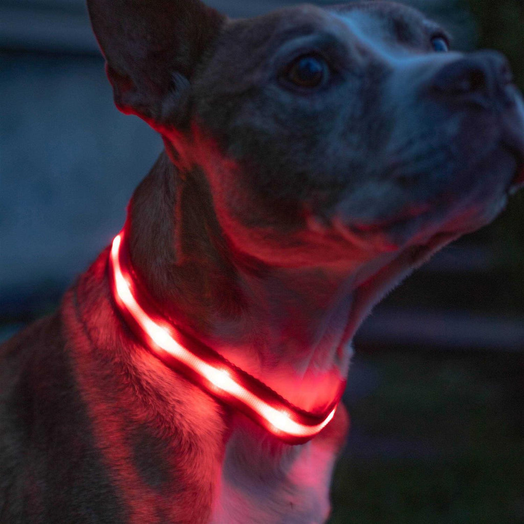 LED Light Up Dog Collar P15336