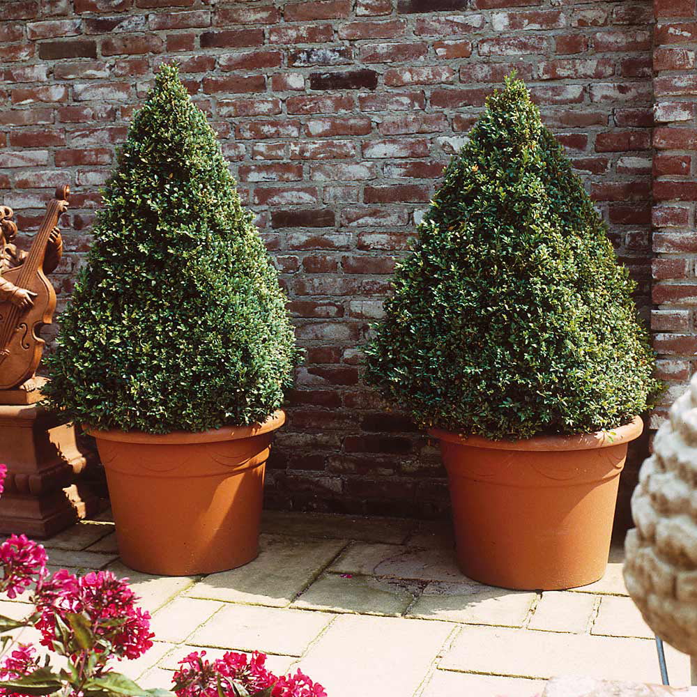 Boxwood Shrub U151726