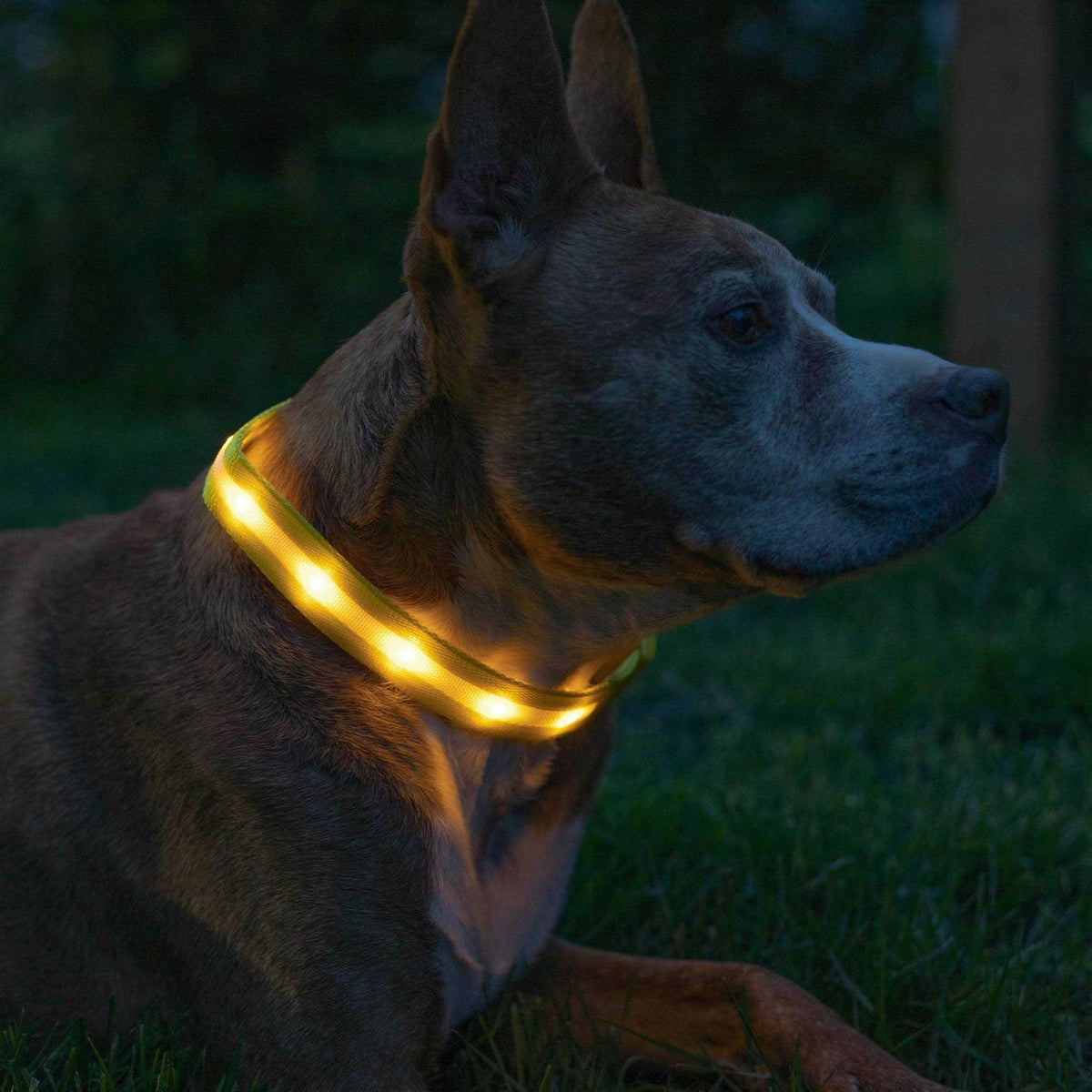LED Light Up Dog Collar P15336
