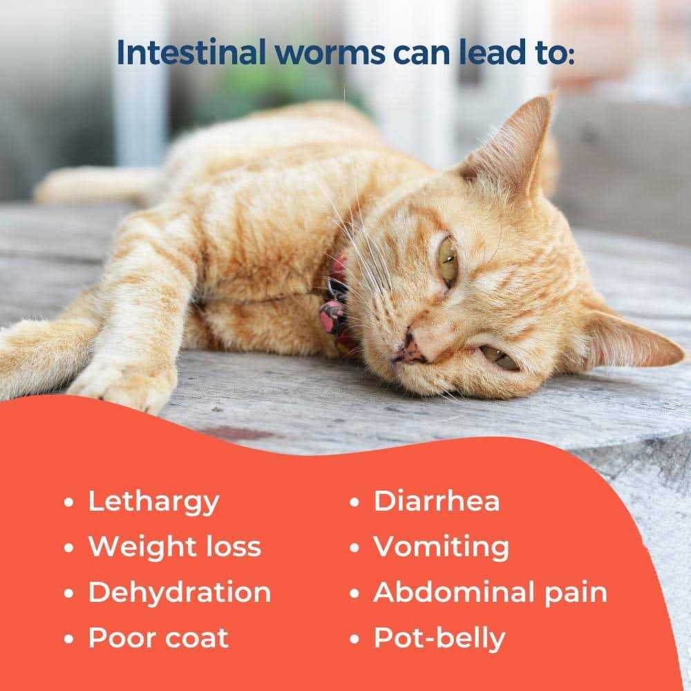 Broad Spectrum Dewormer for Cats and Kittens D953953