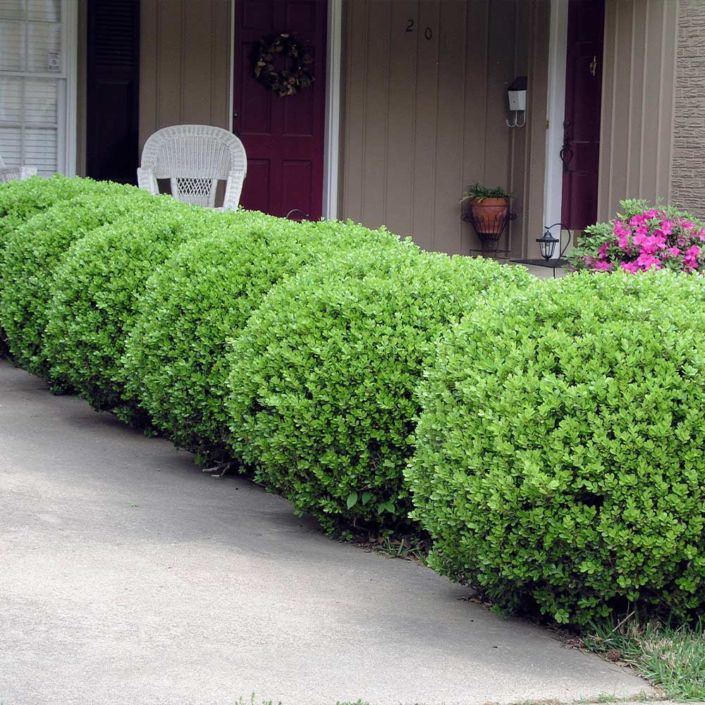 Boxwood Shrub U151726