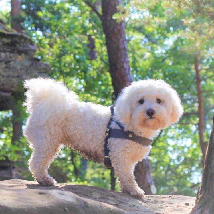 Leather Dog Harness N120